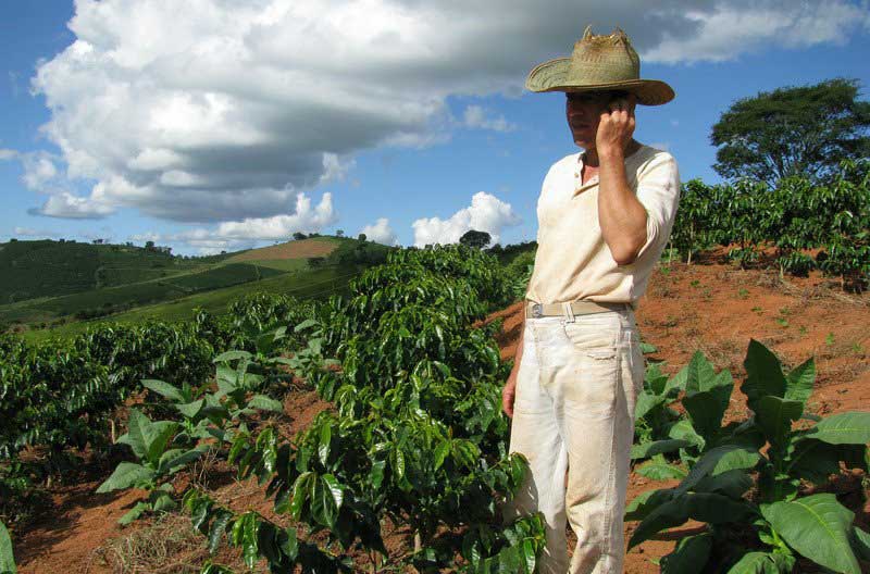 extensa plantación de café orgánico